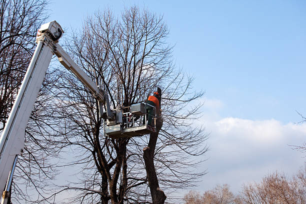 Stockdale, TX Tree Care Company